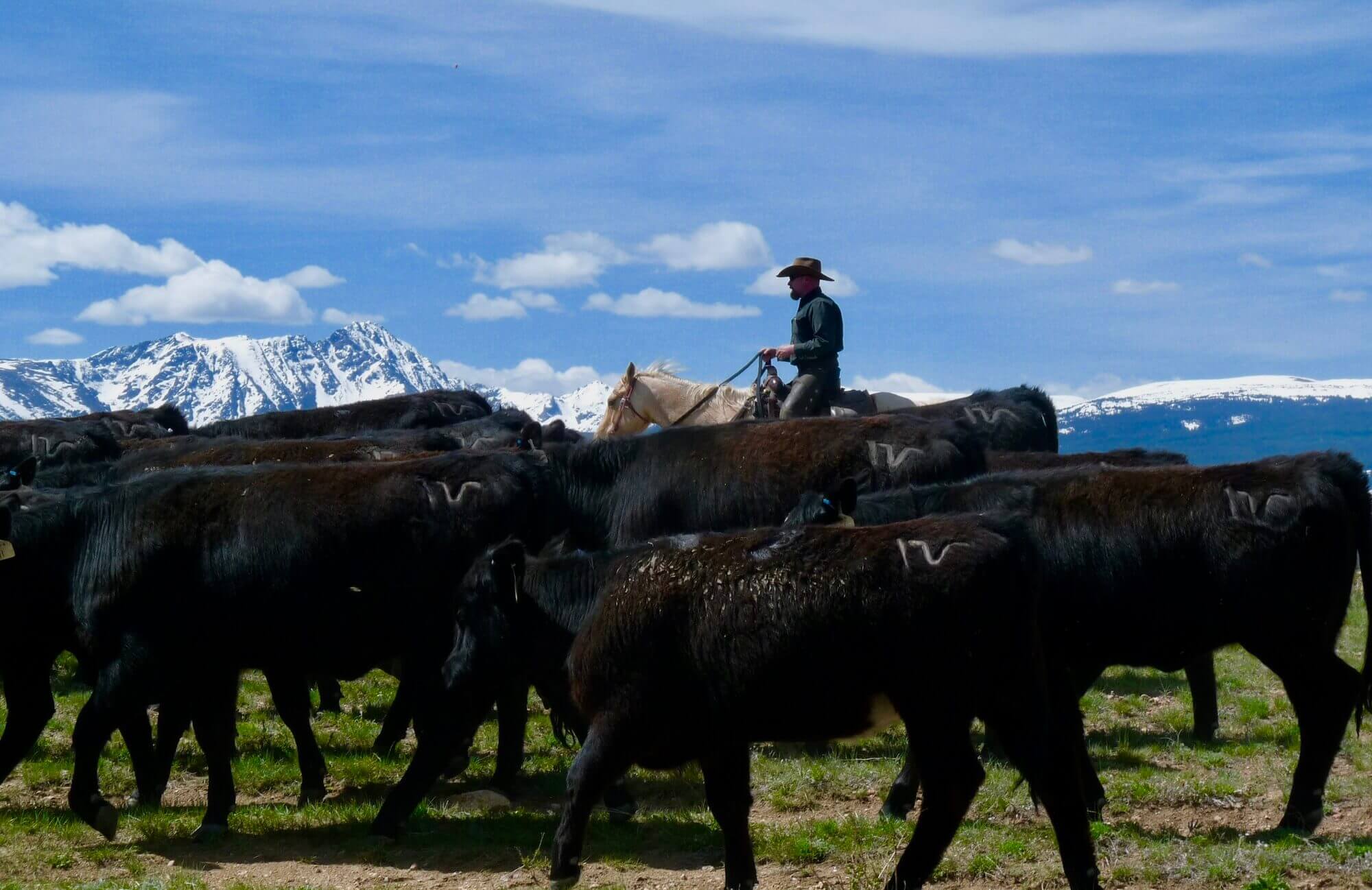 Authentic Colorado Cattle Drives