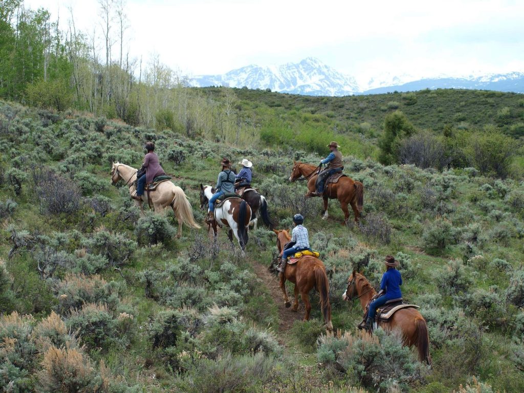 Best Horse Breeds for Trail Riding