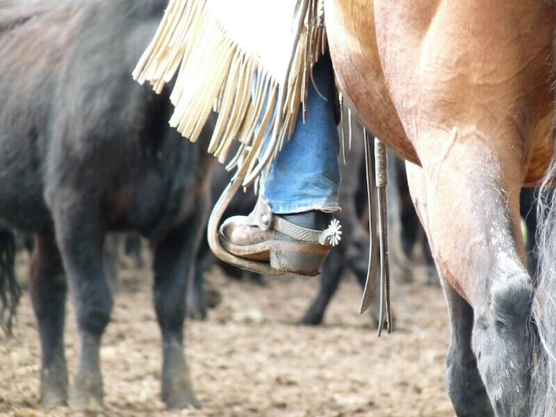 Horseback Riding Essentials & Gear Tips