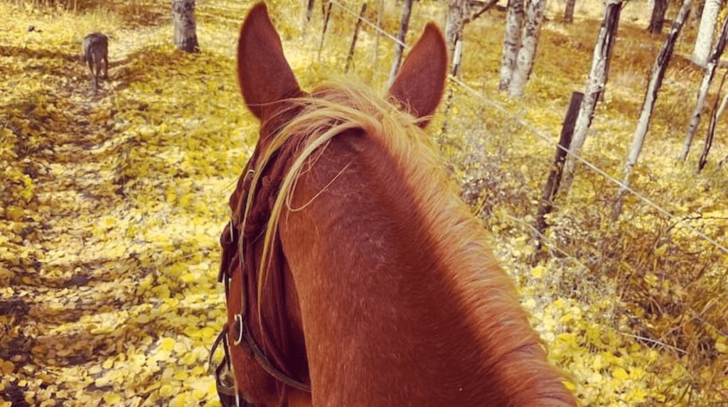 Discover Aspen Forest Trails