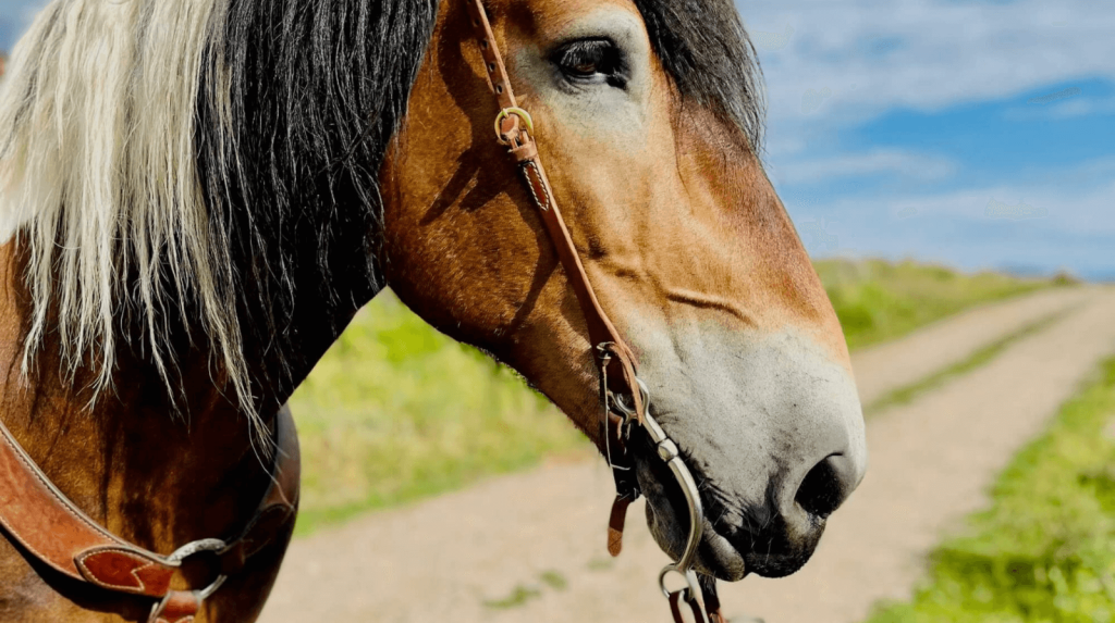 Explore majestic trails at Rusty Spurr Ranch.
