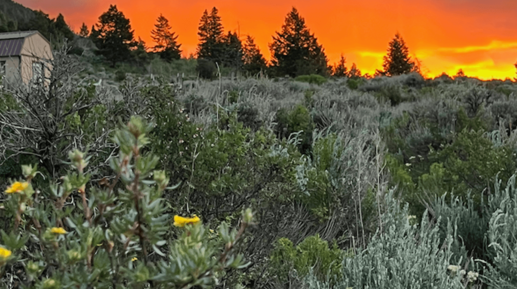 Morning Trail Rides in Colorado