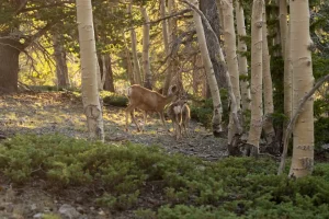 balancing photography and riding