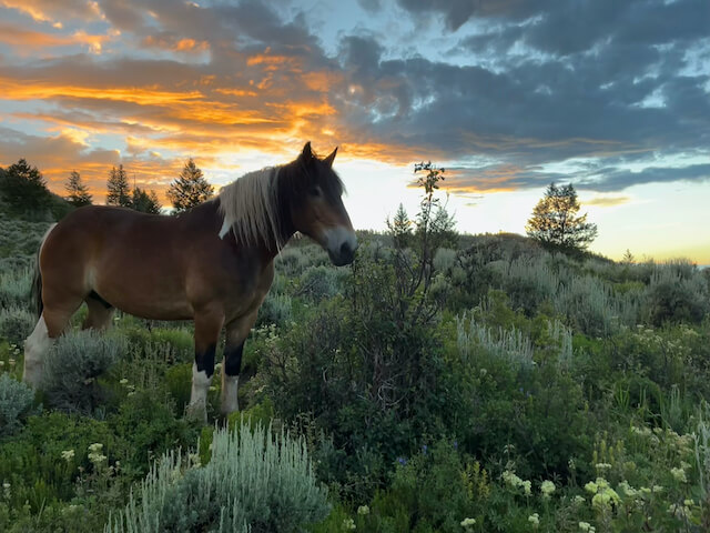 Colorado Mountain Living- What to Expect