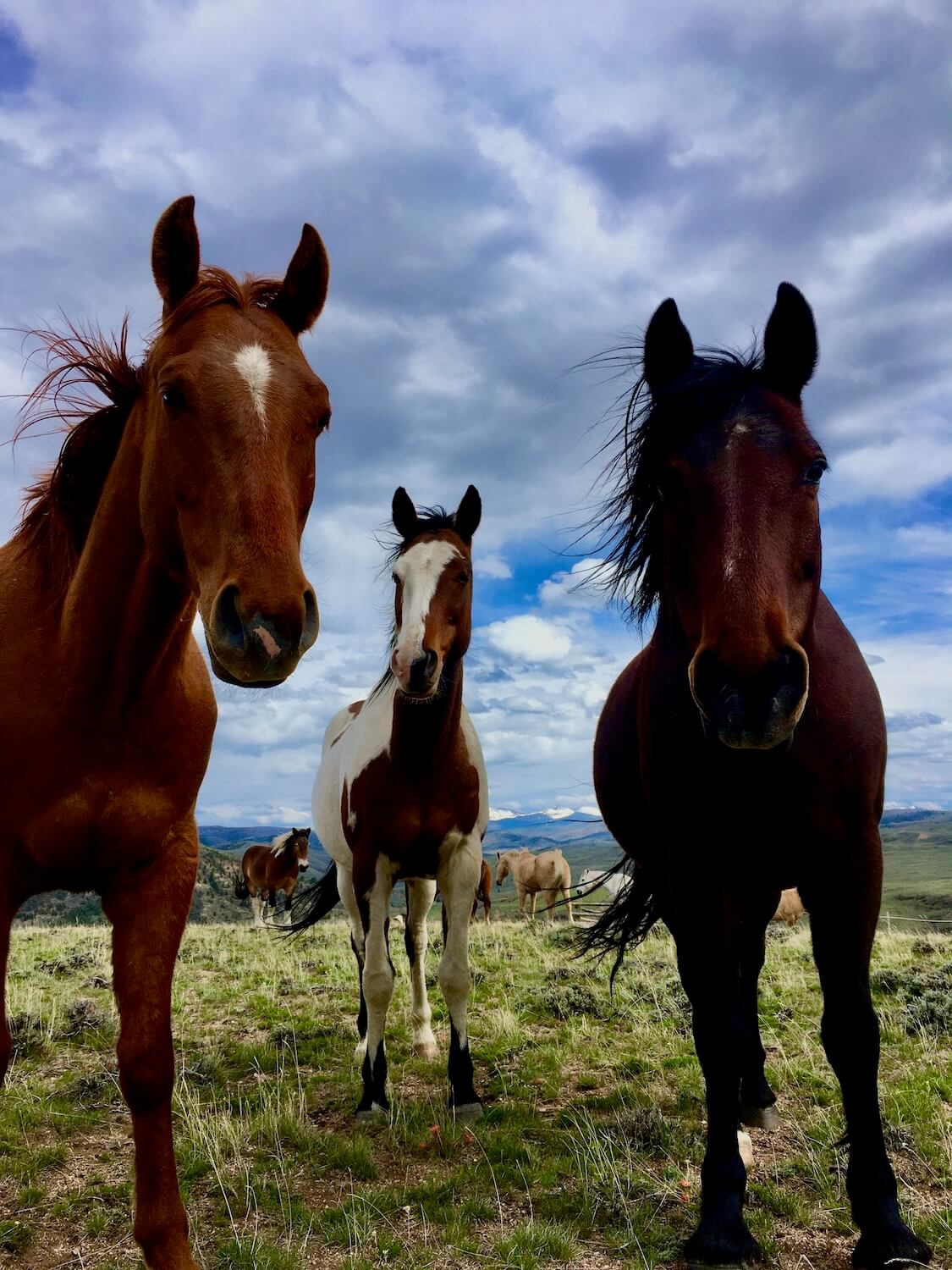 Friendly horse approaching guests near the corral at Rusty Spurr Ranch in Colorado.