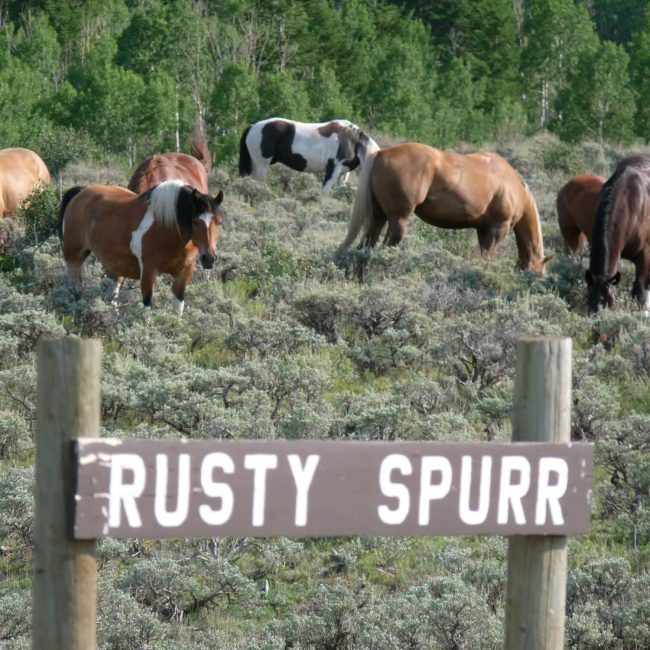 Horse standing beside the rustic wooden Rusty Spurr Ranch sign with mountain views in the background in Colorado.