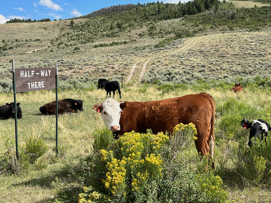 Cow standing beside the Happy Trails sign at Rusty Spurr Ranch in Colorado.