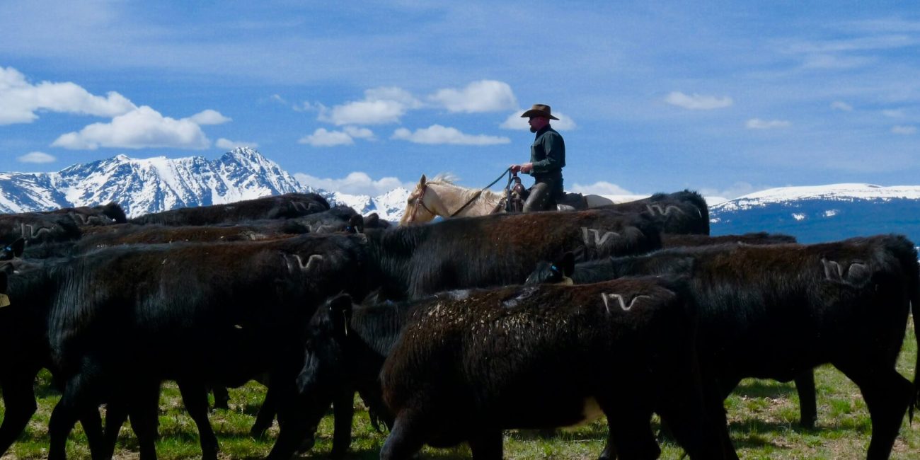 Riders on horseback guiding a cattle herd across rolling meadows at Rusty Spurr Ranch in Colorado.