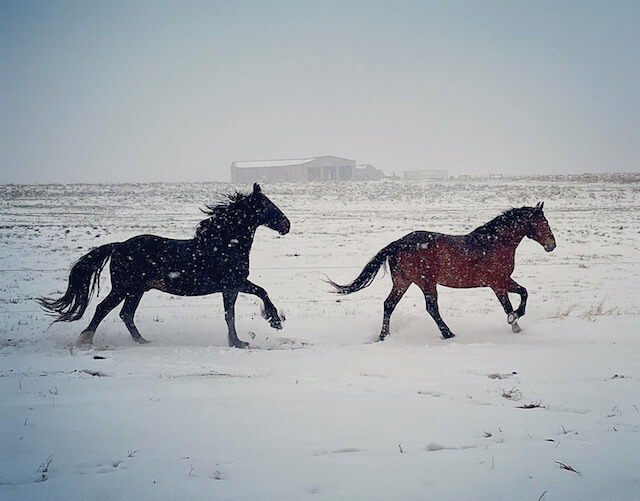 Rusty Spurr Ranch horses crossing a snowy mountain meadow under the winter sun in Colorado.