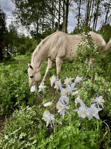 Horses walking along a scenic trail lined with blooming wildflowers at Rusty Spurr Ranch in Colorado.