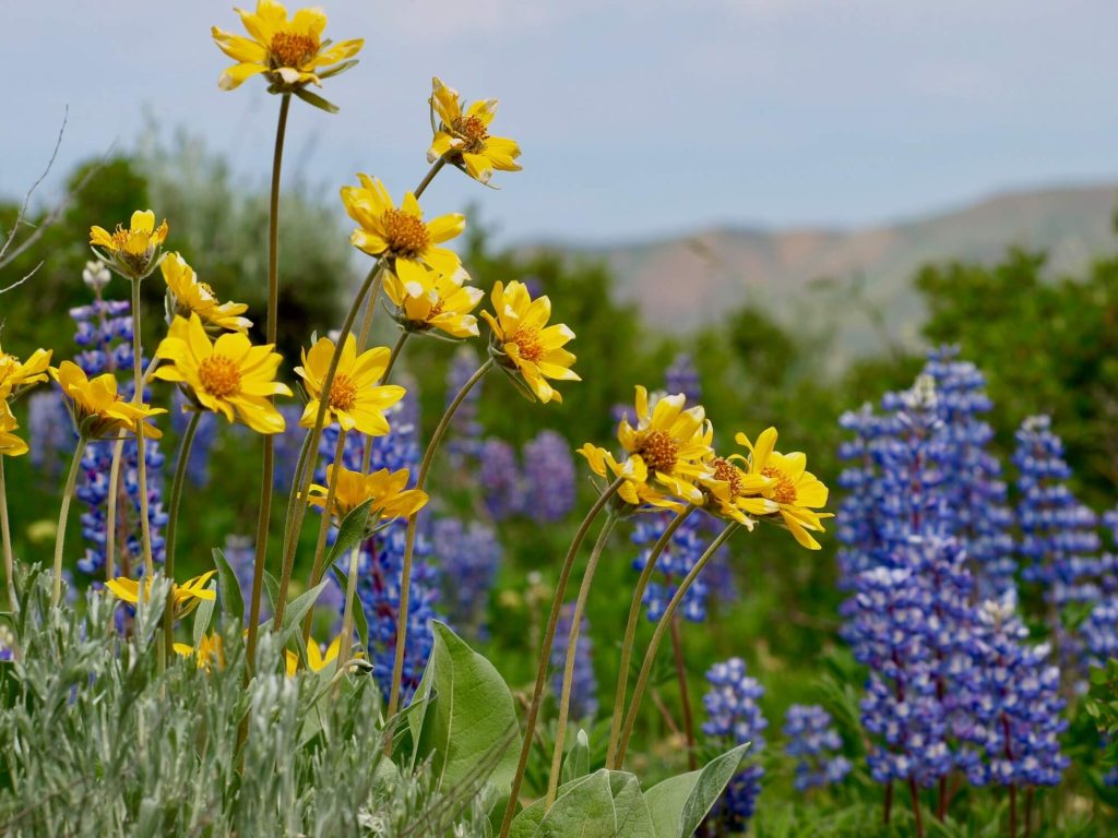 Colorful wildflowers blooming across the mountain meadows at Rusty Spurr Ranch in Colorado.