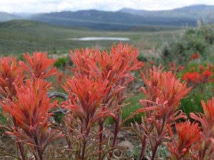 Colorful wildflowers blooming across a sunny ranch pasture at Rusty Spurr Ranch in Colorado.