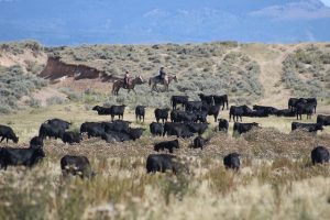 Cowboy guiding cattle on horseback across open pastures during a traditional cattle drive at Rusty Spurr Ranch in Colorado.