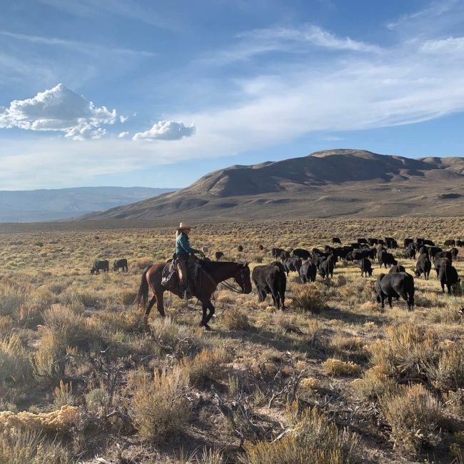 Family riding horseback together during a scenic cattle drive across the Colorado high country at Rusty Spurr Ranch.