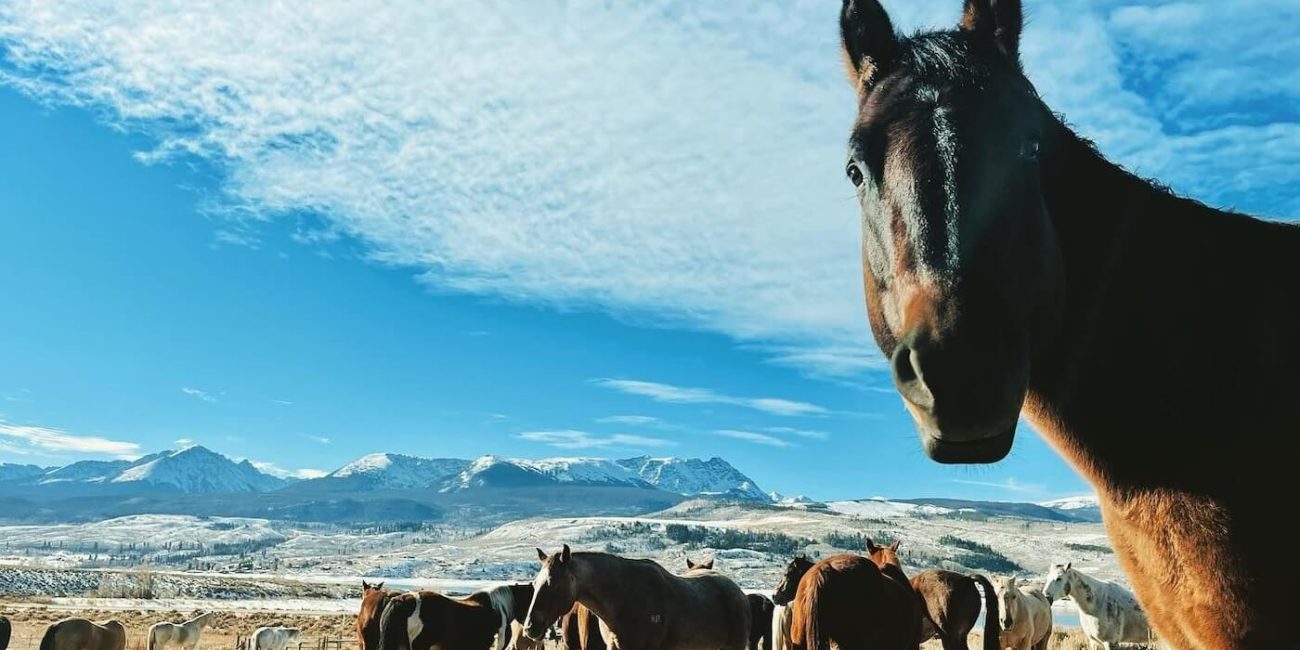 Well-trained horseback riding horses saddled and ready for a scenic trail ride at Rusty Spurr Ranch in Colorado.