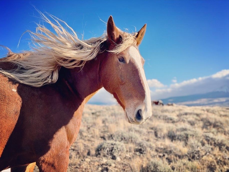 beautiful horse at rusty spurr ranch in kremmling co