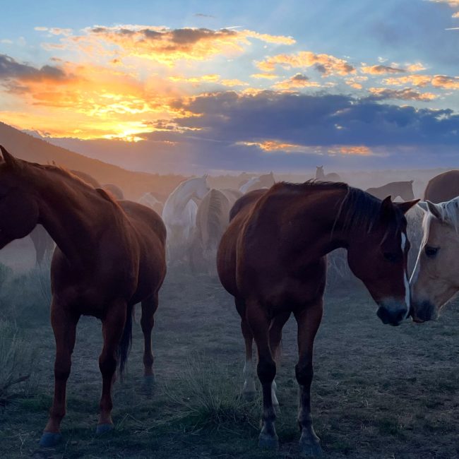 beautiful horses in colorado at rusty spurr ranch