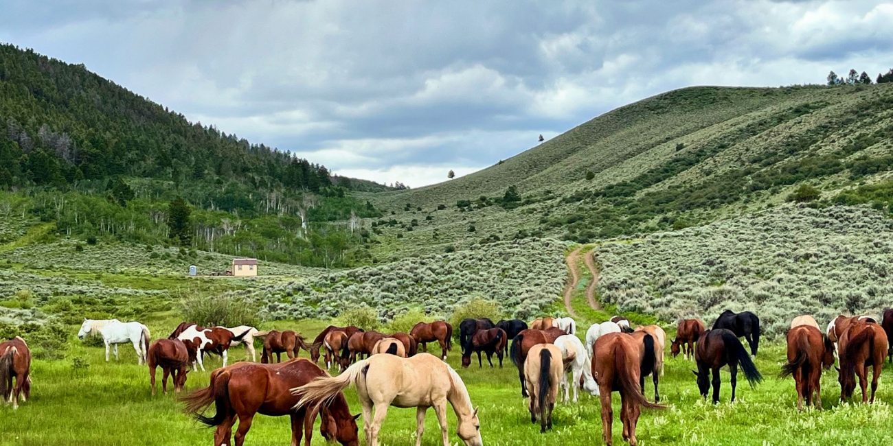 happy horses at rusty spurr ranch in colorado