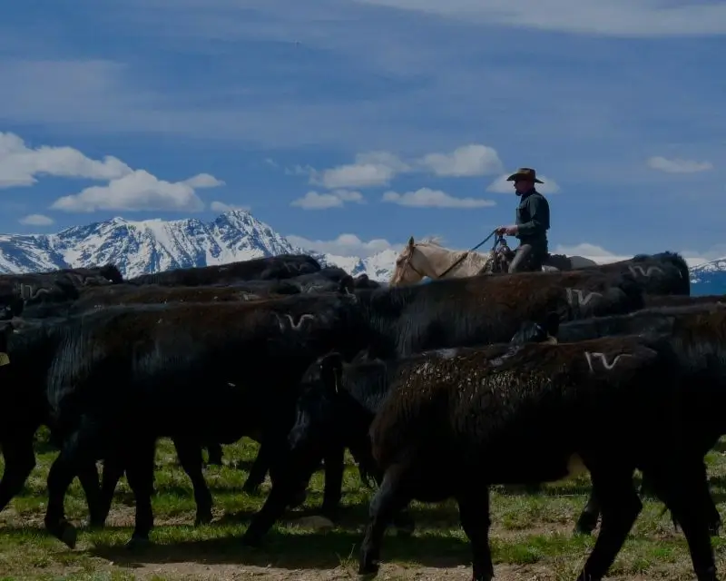 colorado cattle drives at rusty spurr ranch
