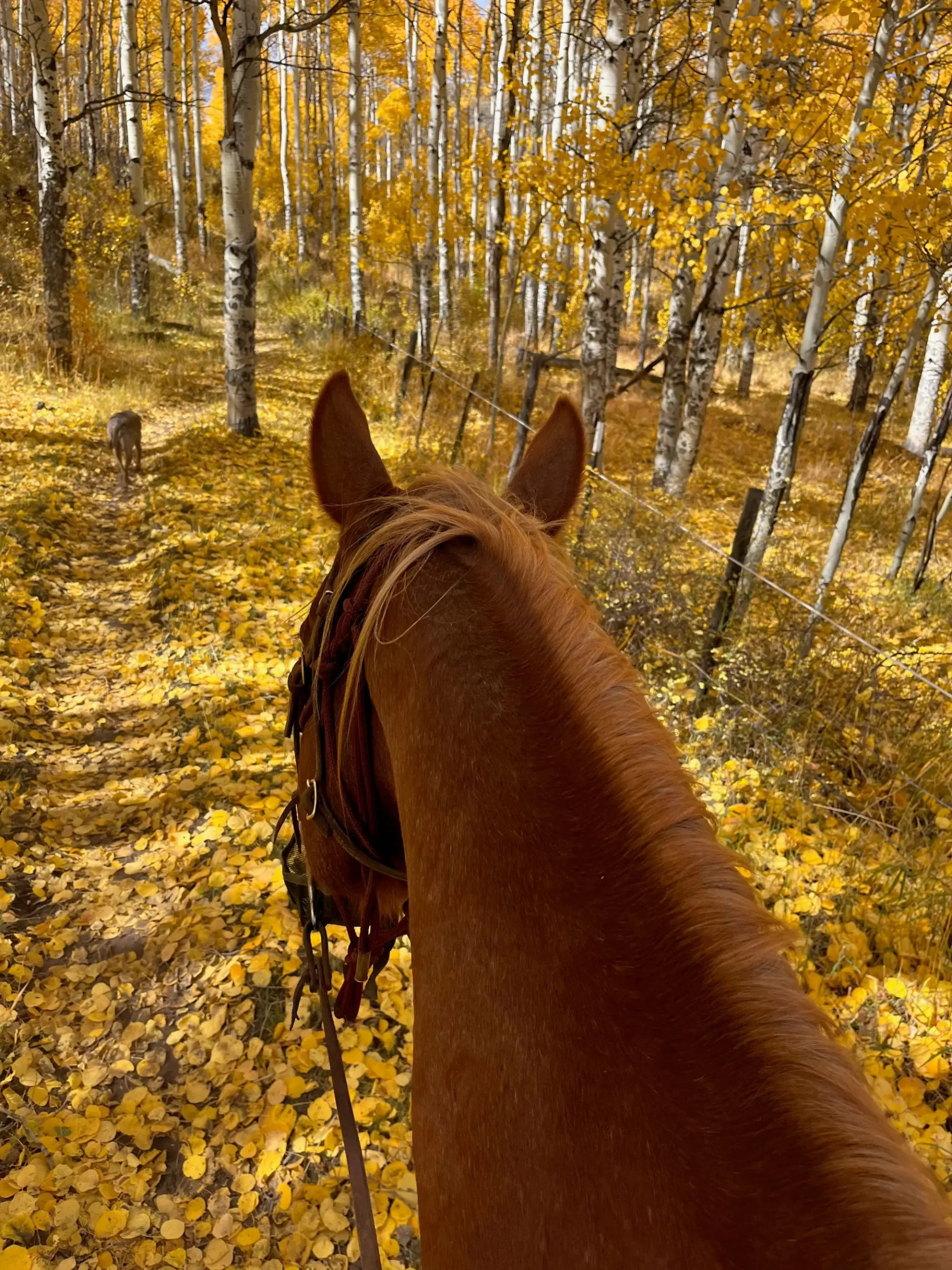 colorado horseback riding frequently asked questions