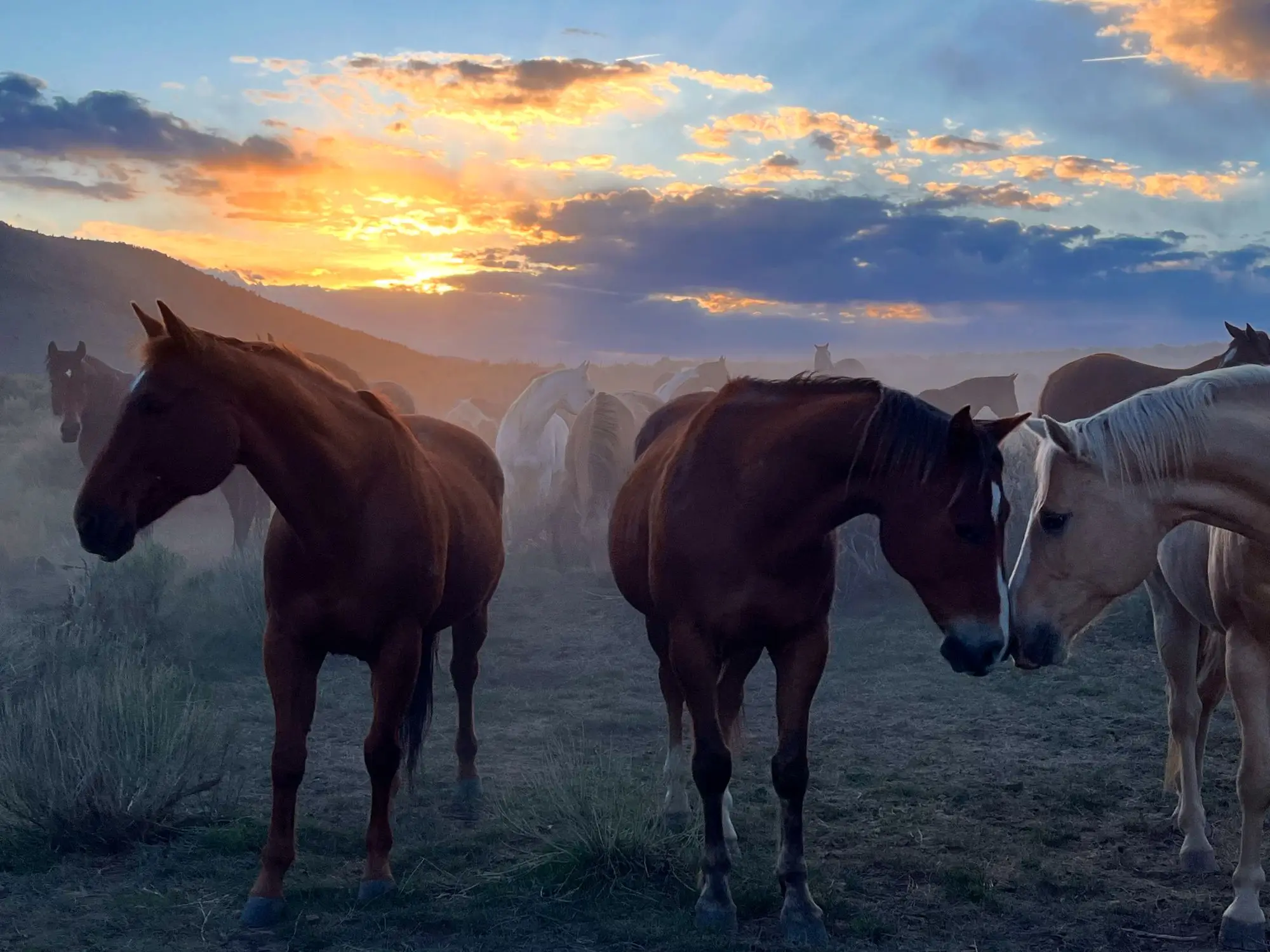 top rated horseback riding near silverthorne co