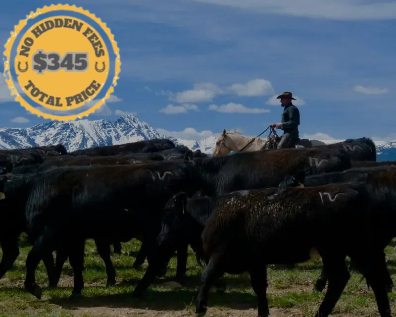 colorado cattle drive tours