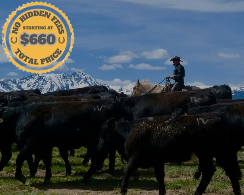 colorado cattle drive tours