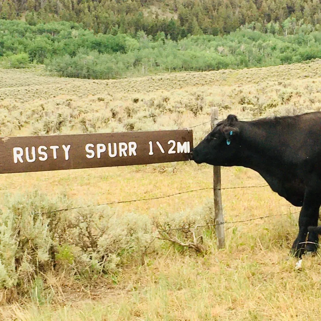 arriving at the ranch