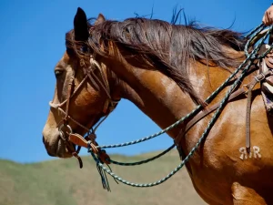 Close-up of saddled horse with reins ready for a trail ride