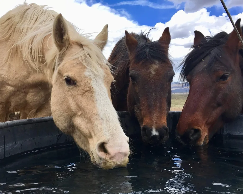 what to expect when meeting your horse