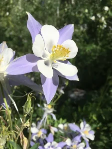 Colorado Columbine seen on a trail ride