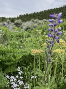 Wildflowers seen on a ride with Rusty Spurr Ranch