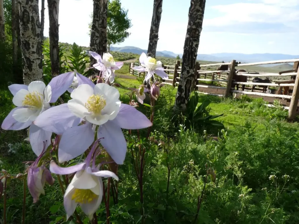 Beautiful wildflowers on Rusty Spurr Ranch