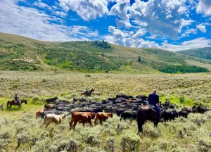 Scenic mountain views during an August horseback riding tour near Steamboat Springs, Colorado.