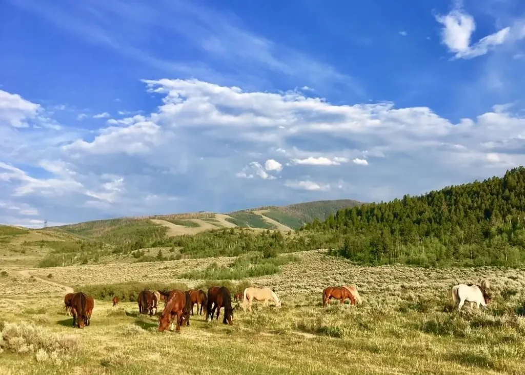 Scenic mountain landscape in Colorado showcasing one of the state's best horseback riding regions