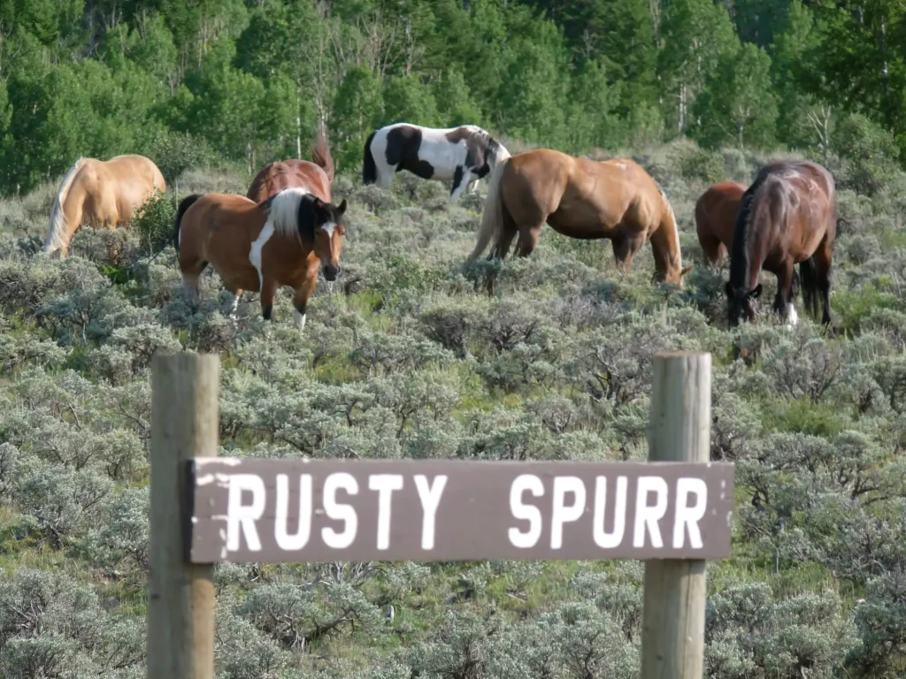 complete guide to horseback riding in colorado rusty spurr ranch