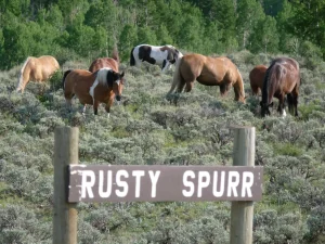 complete guide to horseback riding in colorado rusty spurr ranch