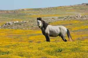 Horseback riding through open mountain meadows near Steamboat Springs, Colorado in late spring.