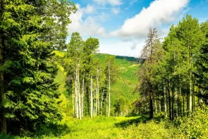 vail beaver creek