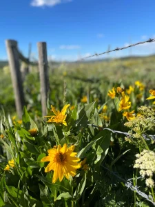 Colorado wildflowers lining a ranch fence during spring horseback riding season near Steamboat Springs.