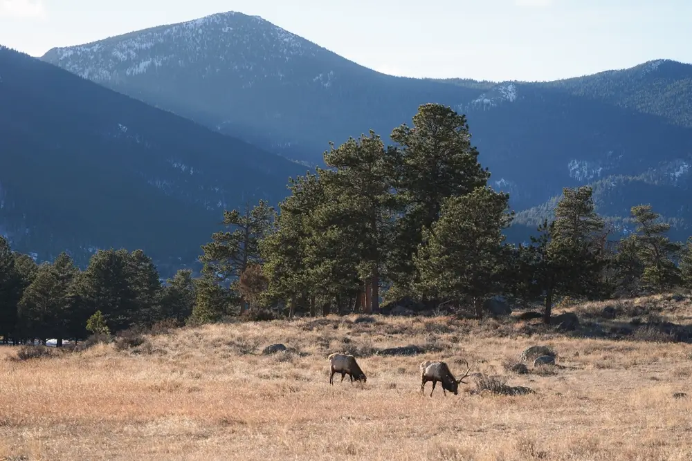 Mountain landscape where riders often spot Colorado wildlife during horseback trail rides
