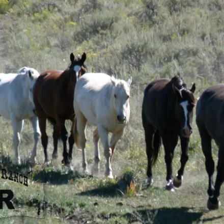 a group of cattle standing on top of a grass covered field