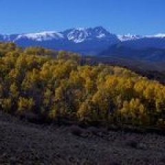 a tree with a mountain in the background