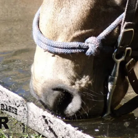 a close up of a horse