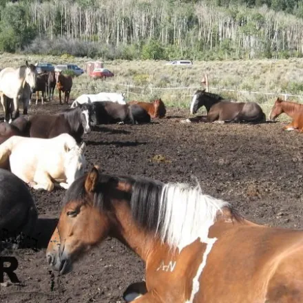 a herd of cattle standing on top of a dirt field