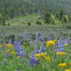 a flower is standing on a lush green field