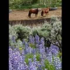 a close up of a flower