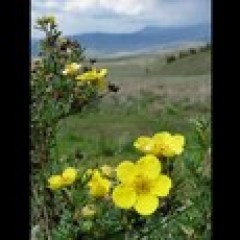 a close up of a flower