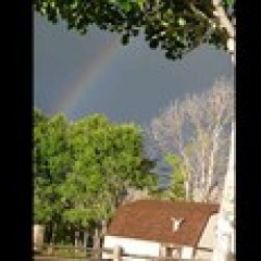 a close up of a tree