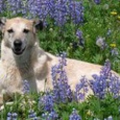 a dog standing in a garden